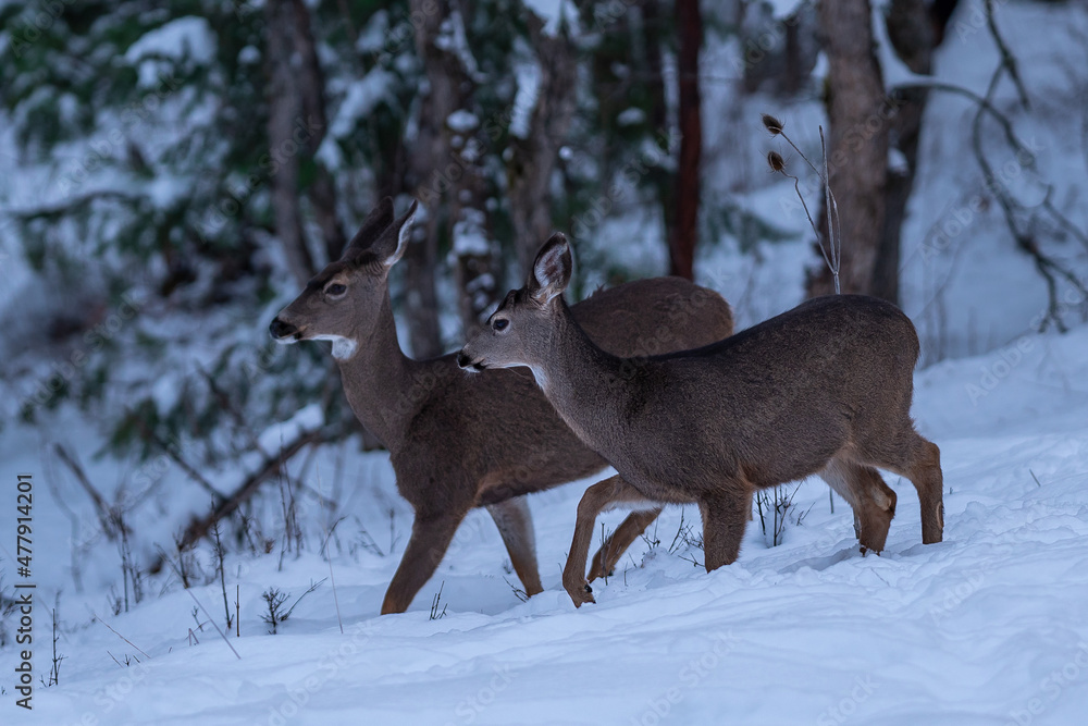 White-tailed Deer in Snow White-tailed Deer in Snow