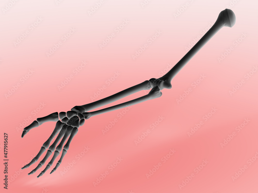 The skeletal arm. 3D Illustration. The skeletal arm. 3D Illustration.