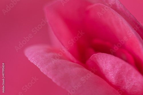 Extreme Close-Up of Pick Flower Petals Selective Focus with Copy Space with Pink Background