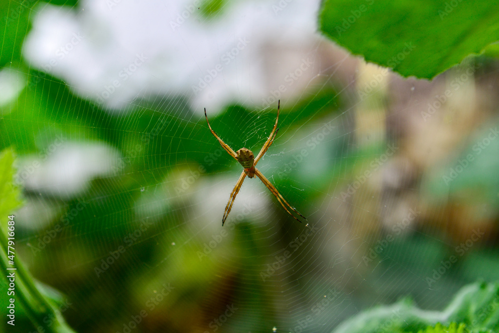spider in the web, gossamer, spider web spider in the web, gossamer, spider web