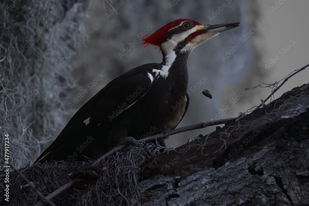 Fototapeta premium Pileated Woodpecker on Tree Limb withe Spanish Moss Background
