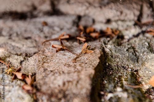 dried flowers on the ground 