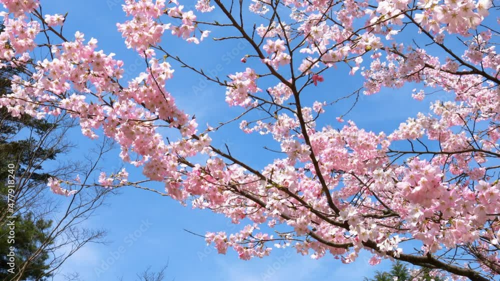桜の花のアップ 桜の花のアップ