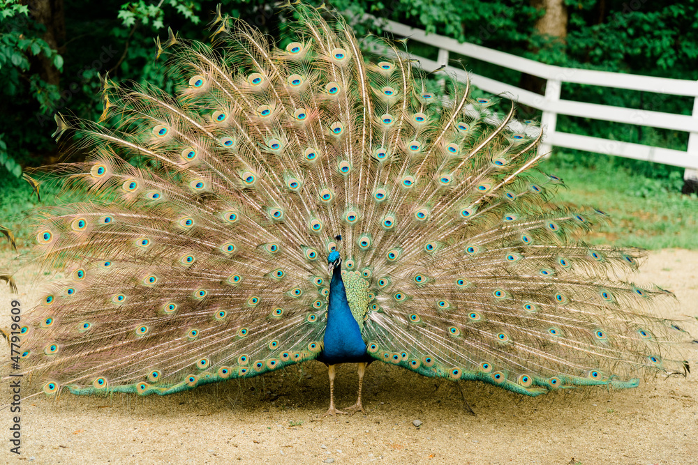 Obraz premium peacock with feathers out