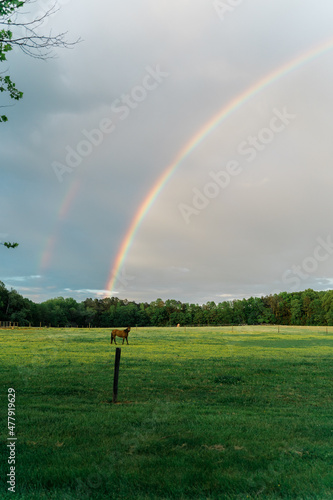 Double Rainbow over field with horse
