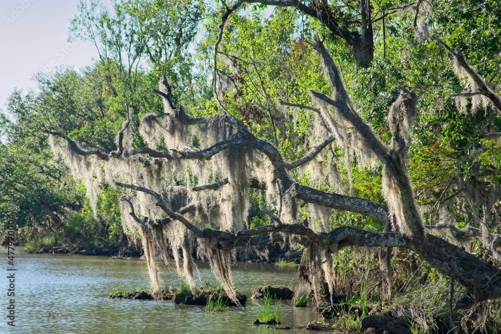 Cypress trees and Spanish moss in Louisiana bayou shot from swamp tour boat. Cypress trees and Spanish moss in Louisiana bayou shot from swamp tour boat.