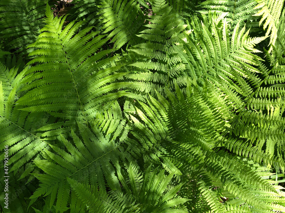 ferns ferns