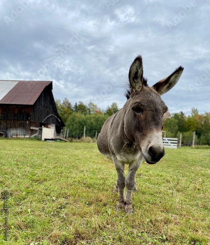Photographie donkey on a farm