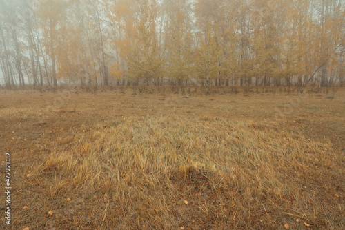 transition from field to forest in fog, autumn forest in fog