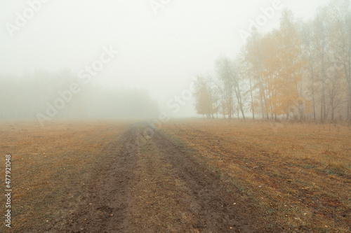 field road to the misty autumn forest