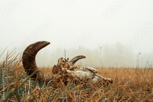 horned skull in a field in the fog