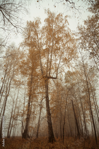 autumn tree in the form of a fork in the fog