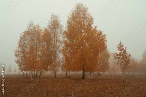 autumn forest in the fog
