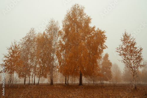 autumn forest in the fog