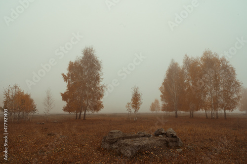 autumn forest in the fog