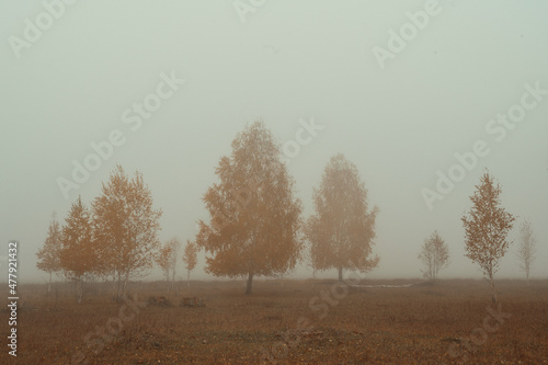 autumn forest in the fog