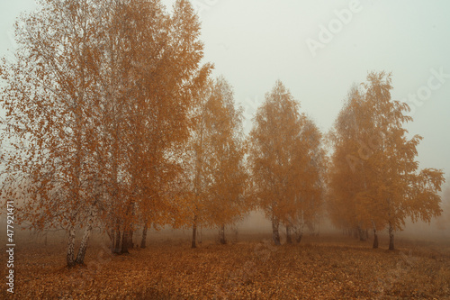 autumn forest in the fog