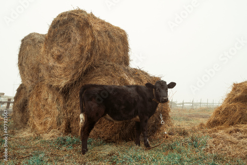 black cow, heifer. In the morning, in the fog, she is tied next to hay bales.
