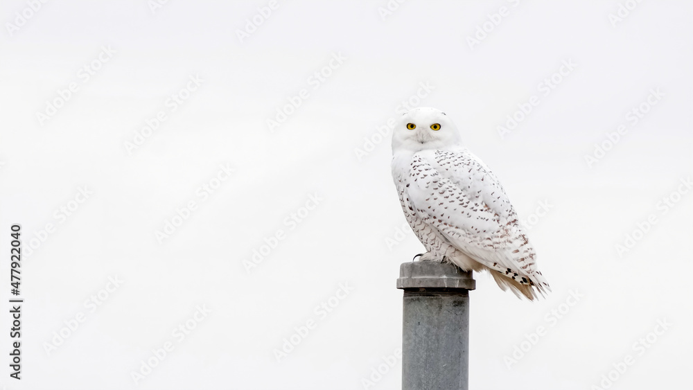 Naklejka premium An Adult Snowy Owl Perches on a Pole in Kansas During the Winter
