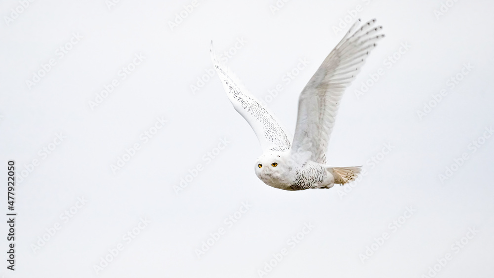Fototapeta premium An Adult Snowy Owl in Flight in December in Kansas