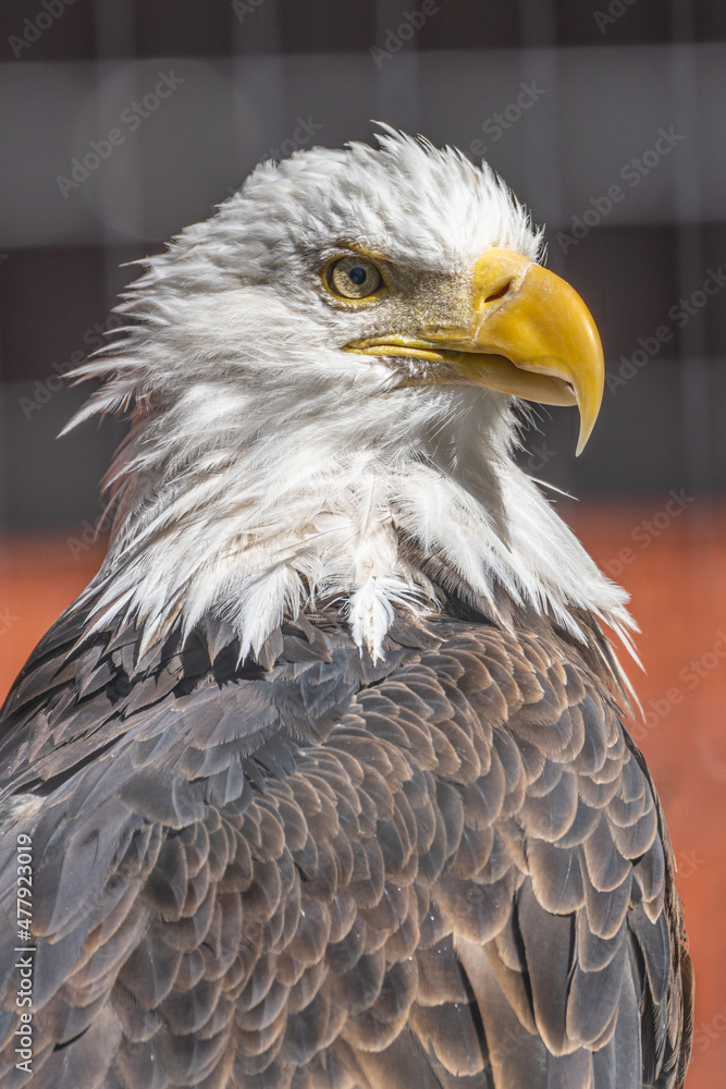 Obraz premium Close up Bald Eagle in Alaska