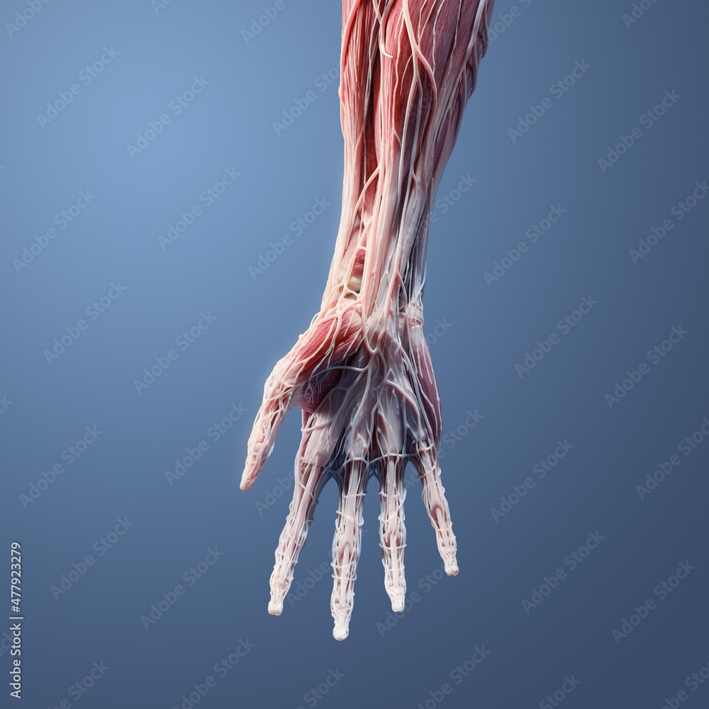 Anterior palm hand forearm 3D anatomy, blue background