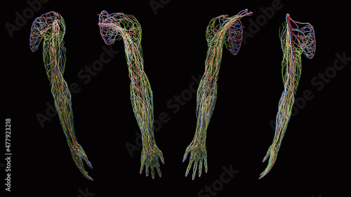 Full upper extremity arm 3d artery, vein, lymph and nerve anatomy, multiple views on black background