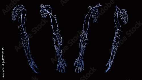 Full 3D upper extremity arm vein circulation in blue on black background