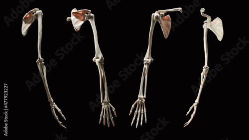 Full arm 3d Skeletal anatomy, multiple views on black background photo