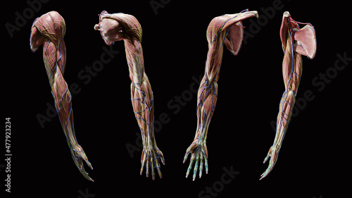 Full arm 3d muscular anatomy on black background, multiple views