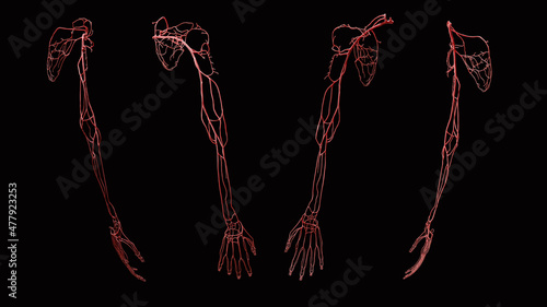 Canvas Print Full upper extremity arterial 3D anatomy