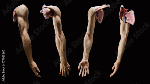 Full arm exterior 3D anatomy, multiple views on black background