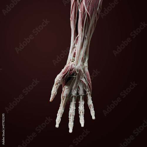 Close up forearm and hand palm 3D anatomy