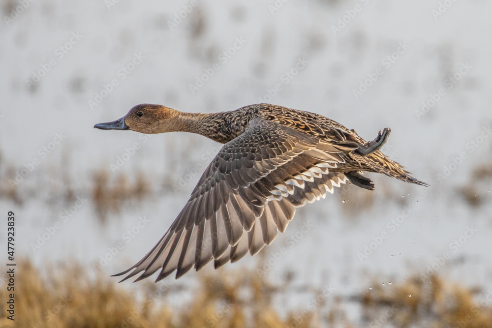 Detail of Pintail Hen DuckTaking Off From a Marshy Pond Detail of Pintail Hen DuckTaking Off From a Marshy Pond