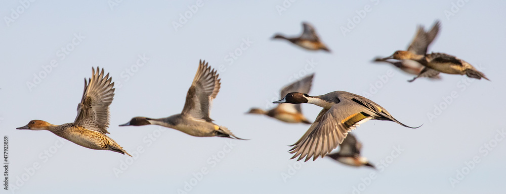 Obraz premium Flock of Pintail in Winter Light