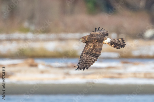 Female Northern Harrier Hunts in Winter Light