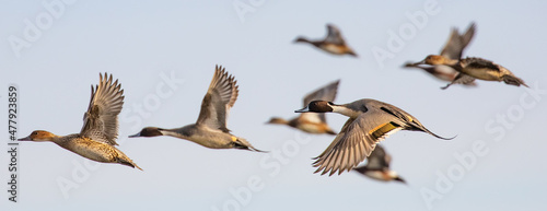 Flock of Pintail in Winter Light