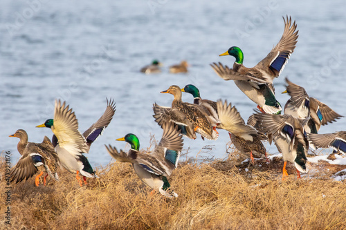 Mallards Flush From a Brushy Pond Edge