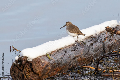 Dunlin Shorebird Poses on Snow-Covered Driftwood photo