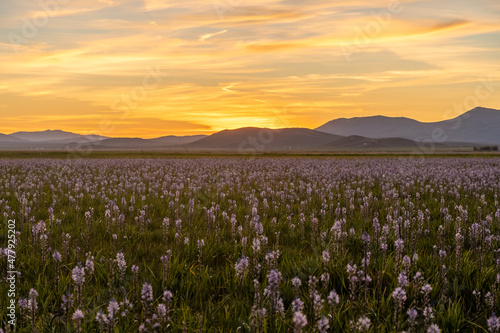 Sunrise at camas lily field
