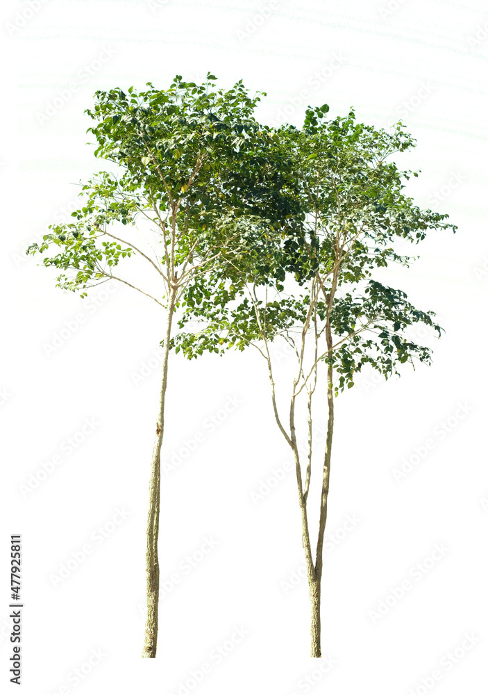green tree side view isolated on white background for landscape and architecture layout drawing, elements for environment and garden green tree side view isolated on white background for landscape and architecture layout drawing, elements for environment and garden