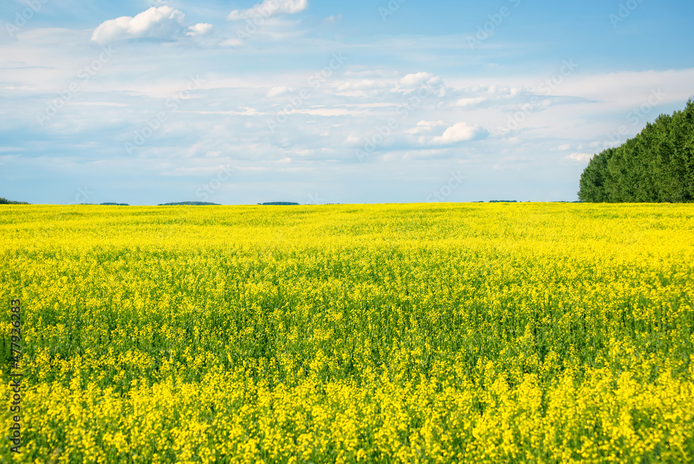 Obraz premium yellow rapeseed field with blue sky on a sunny warm day