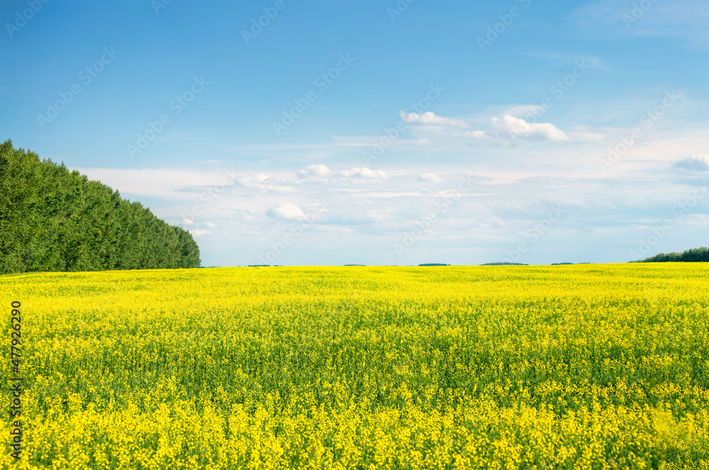 panorama of a yellow rapeseed field with a forest belt under a blue sky on a sunny warm summer day