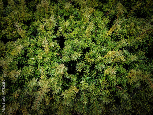 green moss background