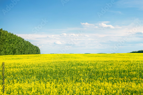 panorama of a yellow rapeseed field with a forest belt under a blue sky on a sunny warm summer day