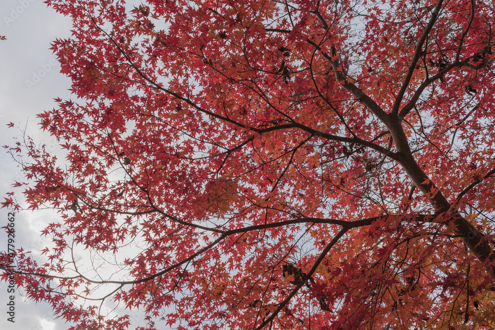 真っ赤な紅葉 真っ赤な紅葉