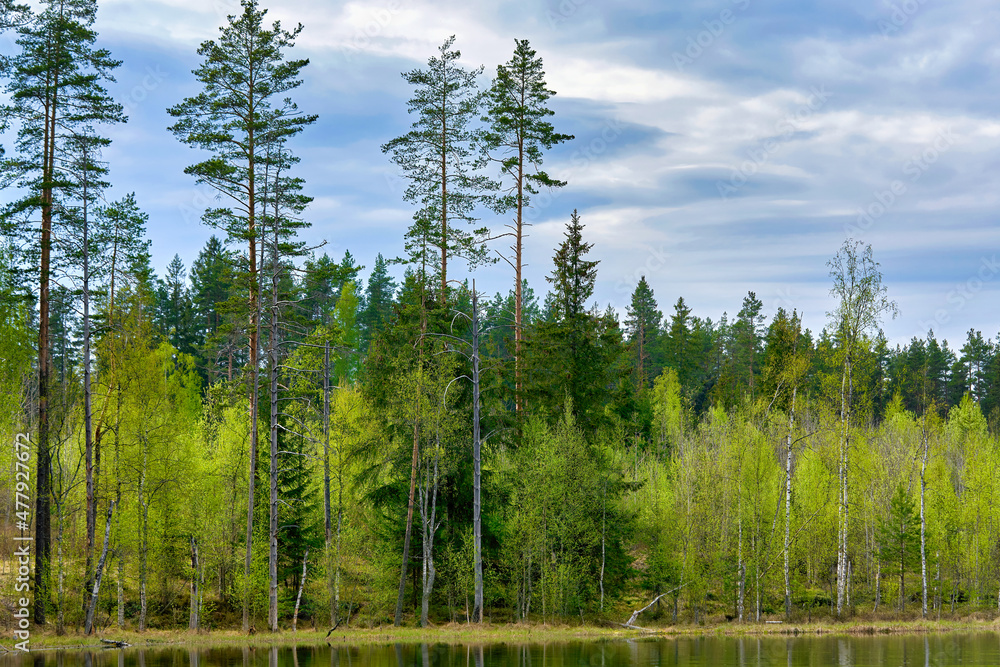 Pine trees on the shore of the lake against the background of sky with clouds Pine trees on the shore of the lake against the background of sky with clouds