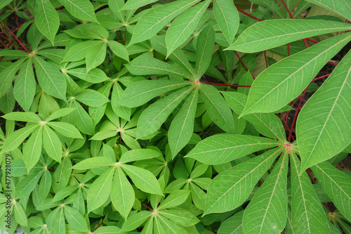 green cassava leaves pattern background