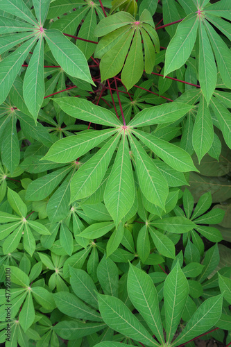 close up of green leaves cassava pattern