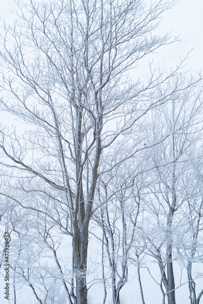 雪に覆われた森 雪に覆われた森
